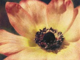 Anemone