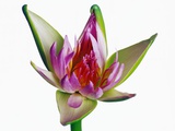 Blooming Lotus
