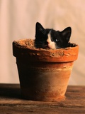 Cat in Flower Pot