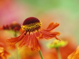 Blooming Sneeze Weed