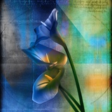 Calla Lilies and Colorful Patterns
