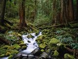Brook in Sol Duc River Valley
