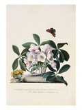 Christmas Rose and Winter Aconite