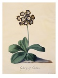 Botanical Print of Glory of Chilton