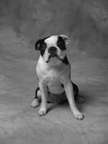 Bulldog