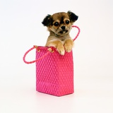 Chihuahua Puppy in Pink Purse