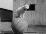 Cat Standing on Wood Ball