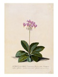 Botanical Print of Shooting Star