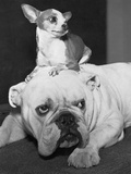 Chihuahua Seated on a Bulldog