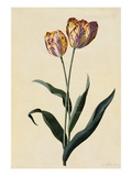 Botanical Print of Tulip