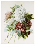 Bouquet of Red  White  and Pink Peonies