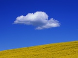 Cloud over Canola Field