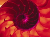 Cross Section of Chambered Nautilus Shell