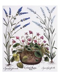 Cyclamen and Lavender Engraving by Georg Dionysius Ehret  from The Hortus Eystettensis