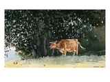 Cow in Pasture