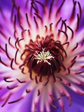 Detail of Clematis Flower