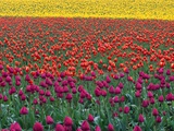 Colorful Tulip Field