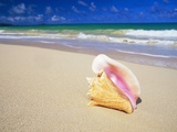 Conch Shell on Beach