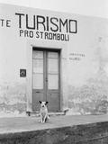 Dog Guarding a Tourist Office