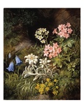 Edelweiss and Other Alpine Flowers