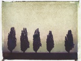 Five Poplars