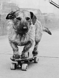 Dog Riding Skateboard