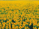 Field of Sunflowers