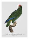 Female Puerto Rican Parrot