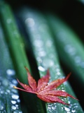 Dew Drops on Japanese Maple Leaf