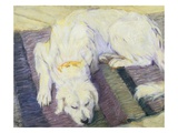Dog Lying Down (Dog Portrait)