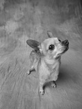 Dog Looking Up
