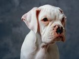 Dog Looking to Side
