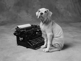 Dog Sitting at Typewriter
