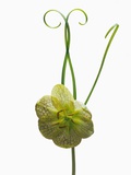 Green and White Orchid Flower