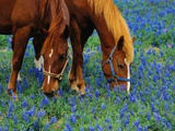 Horses Grazing Among Bluebonnets