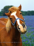 Horse Portrait