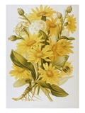 Illustration Depicting Arnica Montana Plants