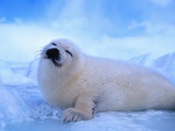 Harp Seal Pup