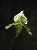 Hybrid Orchid