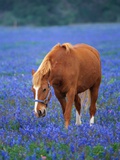 Horse Standing Among Bluebonnets