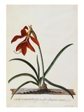 Jacobean Lily