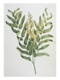 Illustration Depicting a Branch of a Royal Fern