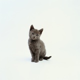 Gray Kitten