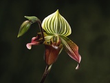 Hybrid Orchid