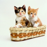 Kittens Sitting in Basket