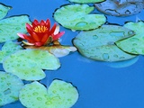 Lily Pads and Flower Blossom