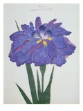 Kamiyo-No Mukashi Book of a Blue and Purple Iris