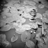 Lotus Blossoms on Pond