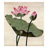 Lotus Blossom - 1