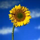 Lone Sunflower